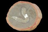 Fossil Polychaete Worm (Polychaeta) - Illinois #120942-1